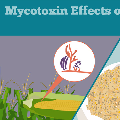 Mycotoxins in Poultry Feed