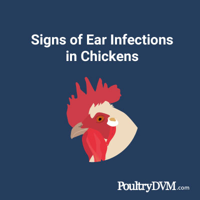 Signs of Ear Infections in Chickens