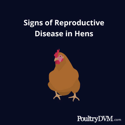 Signs of Reproductive Disease in Hens