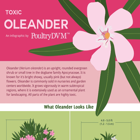Toxic Oleander
