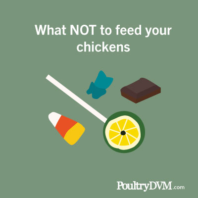 Foods you should not feed your chicken