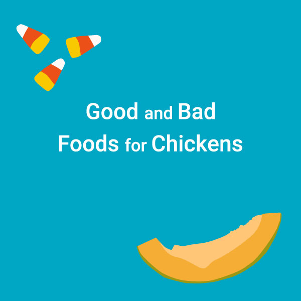 Chart: Good and Bad Foods for Chickens