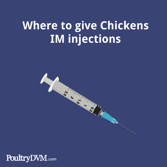 Where to Give Chickens Intramuscular (IM) Injections