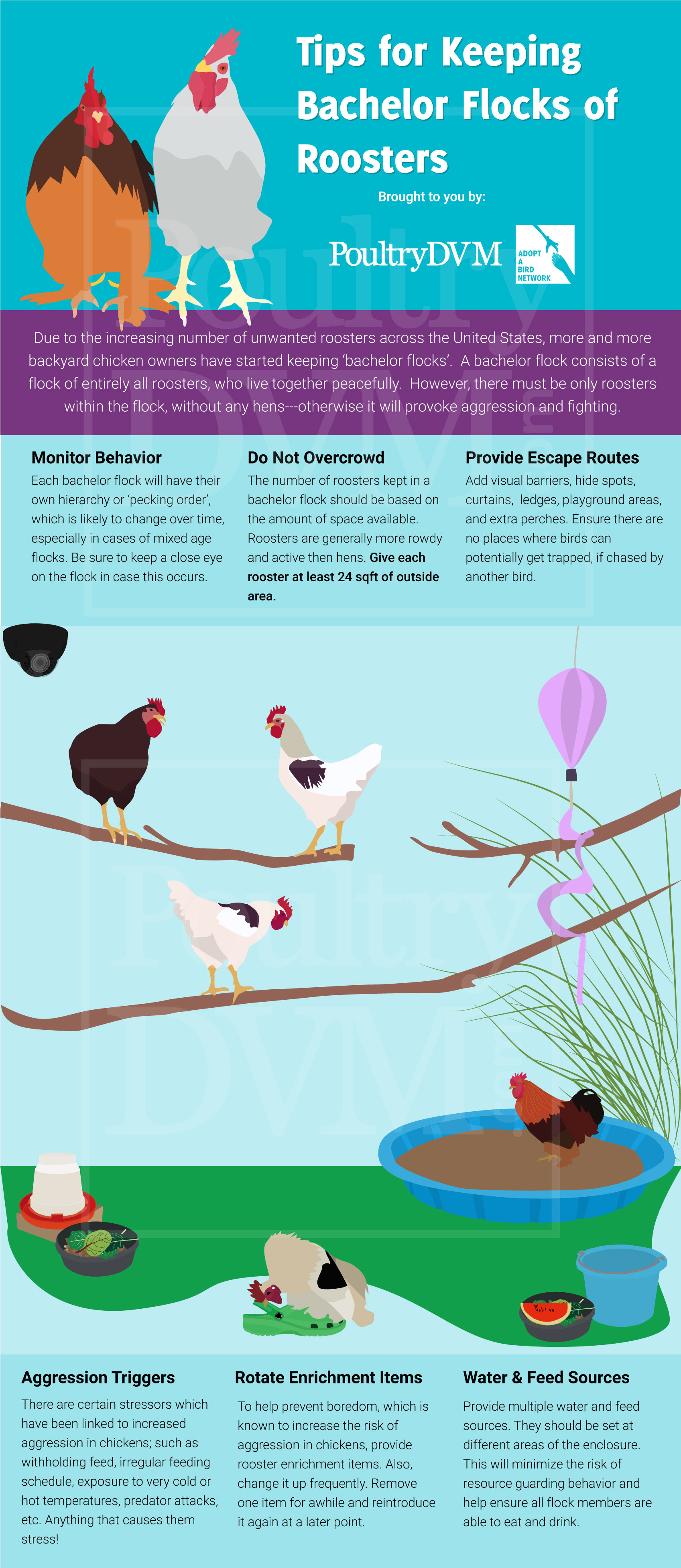 PoultryDVM - Tips for Keeping Bachelor Flocks